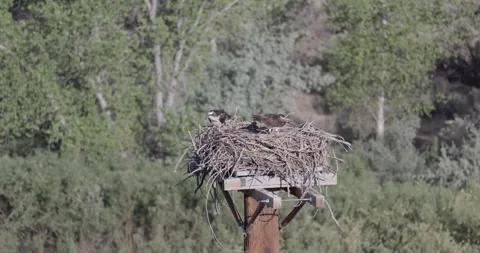 Close static shot of a mother osprey standing alert while the father actively Stock Footage 336981256