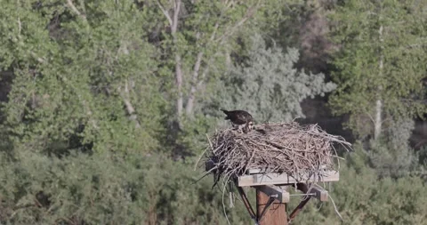 Close static shot of a mother osprey consuming a fish at the nest while both  Stock Footage 336981804