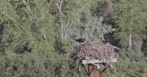 Close static shot of a mother osprey feeding juvenile chicks capturing the pr Stock Footage 336981955