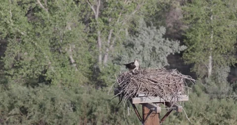 Close static shot of a mother osprey feeding juvenile chicks in windy conditi Stock Footage 336982006