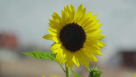 Close Up Static Shot of Single Sunflower in Bloom Against Soft Sky Background Stock Footage 344510979