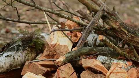 Close up static shot of a stack of firewood lying in the forest. 库存影片 334680262