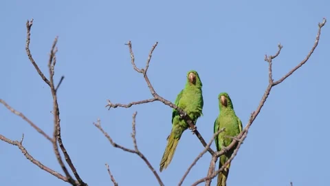Close up static shot of a synchronized pair of green white-eyed parakeet; 스톡 동영상 166079364