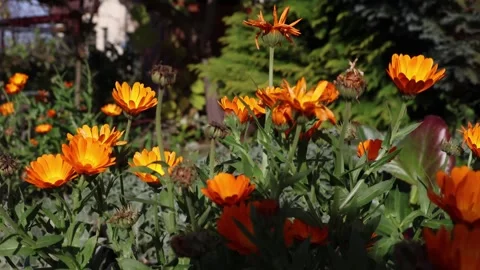 Close-up static shot of vibrant orange Marigold (Calendula) flowers Stock Footage 320945532