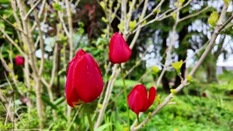 Close-up static shot of vibrant red tulips covered in water droplets blooming in Vídeos de archivo 332803888