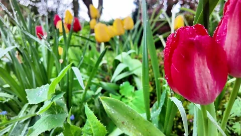 Close-up static shot of vibrant red tulips covered in water droplets blooming in Vídeos de archivo 332803921