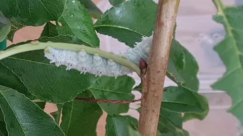Close up static shot of white caterpillar climbing small cherry tree Stock Footage 250151094