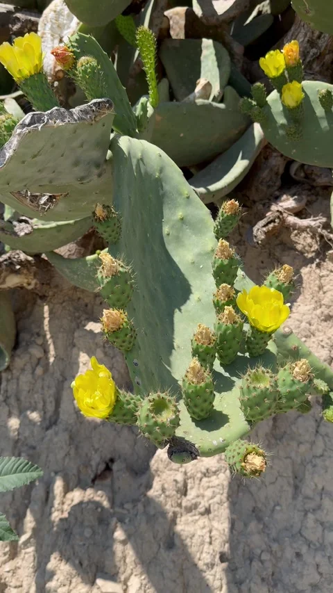 Close up static shot of yellow flowers blooming on a green cacti plant in Cyprus Stock Footage 336219052
