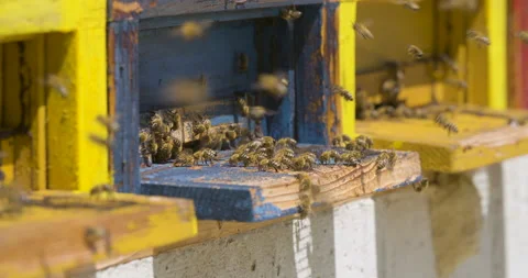 Close up static slow motion shot, honey bees enter and exit apiary beehive. Stock Footage 132495871