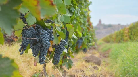 Close up static time lapse small wine grapes on trees on vineyard field on .. Stock Footage 309301503