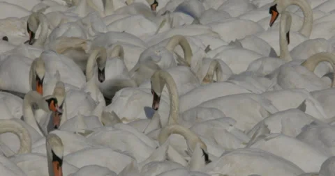Close static view flock of swans heads down search food grain in lake or river 스톡 동영상 251059015