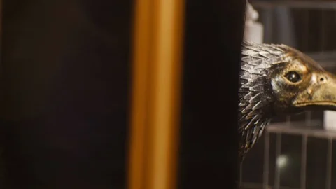 Close-up of the Statue of an Eagle Stock Footage 87970837