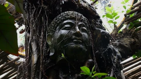 A close-up of a statue of the head of the Buddha standing under a canopy among Stock Footage 220243471