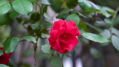 Close up steady shot of vibrant red rose blooming in a lush garden Stock Footage 341961940