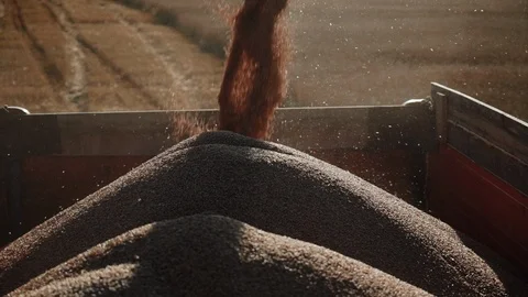 Close-up steady stream of grain wheat funneled through a harvester extension arm 库存影片 98128561