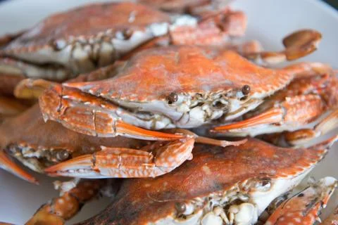 Close-up steamed blue crabs Stock Photos