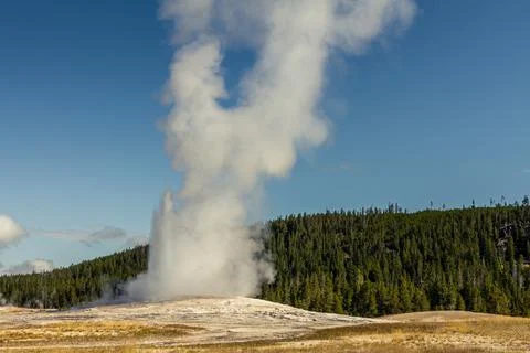 Close up of steaming and gushing old faithful geyser in thermal nature of yel 스톡 사진