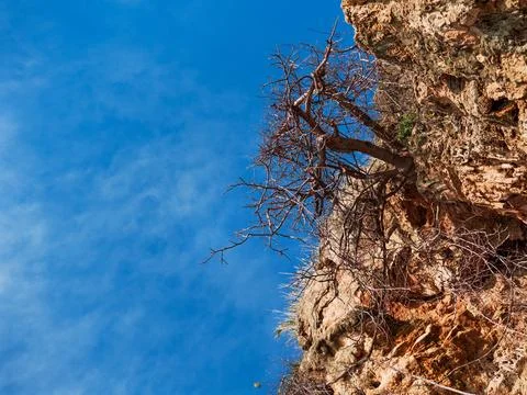 Close-up of a steep cliff with a growing tree on it. Mountain texture. Blue s Foto stock