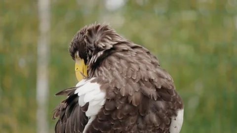 Close-up of a stellers sea eagle preening its feathers, showcasing its shar.. Stock Footage 334901684