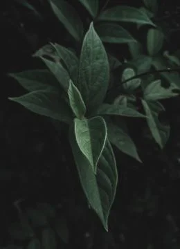 Close-up of a stem of leaves Stock Photos