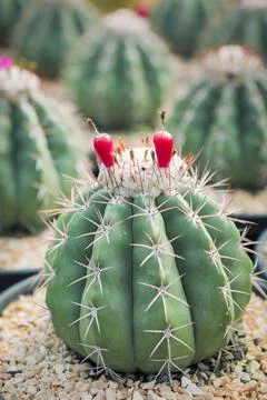 Close up stem of melocactus with red fruit on cephalium Stock-Fotos