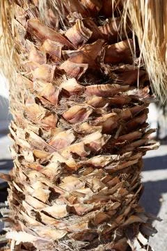 Close up on the stem of a palm tree Stock Photos