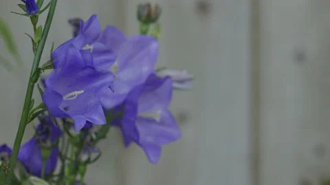 Close up of a stem of pretty blue bellflower / campanula flowers. 4K tripod Stock Footage 198063138