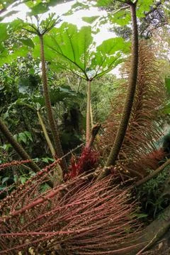 Close up of the stem of a tropical spiny plant Stock Photos