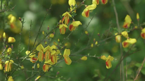 Close up of a stem of yellow and red broom flowers. 4K locked tripod Stock Footage 196143490