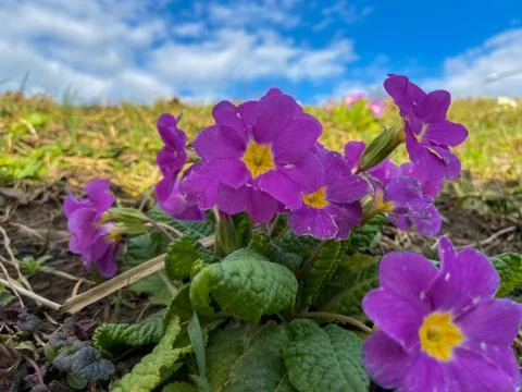 Close-up of a stemless cowslip Stock Photos