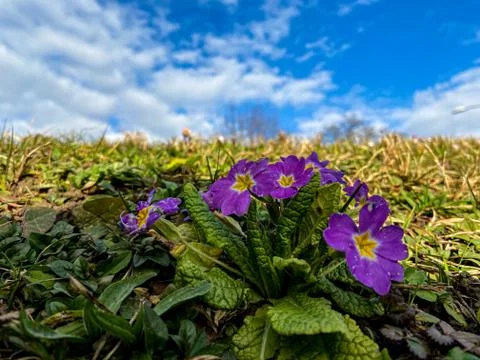 Close-up of a stemless cowslip Stock Photos