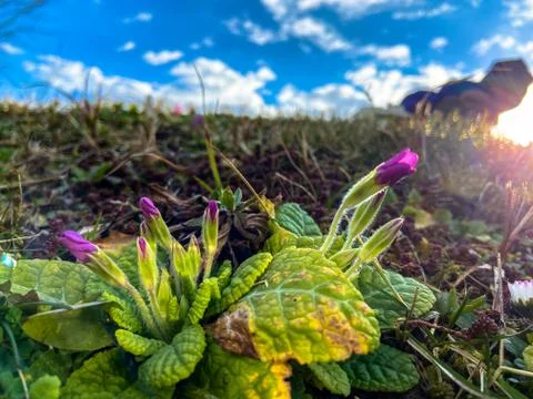 Close-up of a stemless cowslip Stock Photos