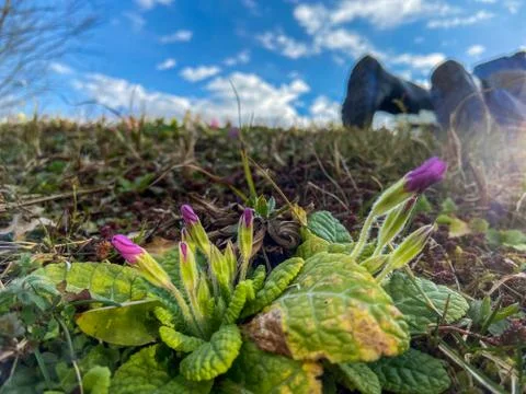 Close-up of a stemless cowslip Stock Photos