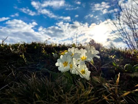 Close-up of a stemless cowslip Stock Photos