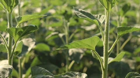 Close-up of stems and leaves of young sunflowers in the field Stock-Footage 343933274