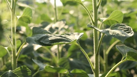 Close-up of stems and leaves of young sunflowers in the field Stock-Footage 343933280