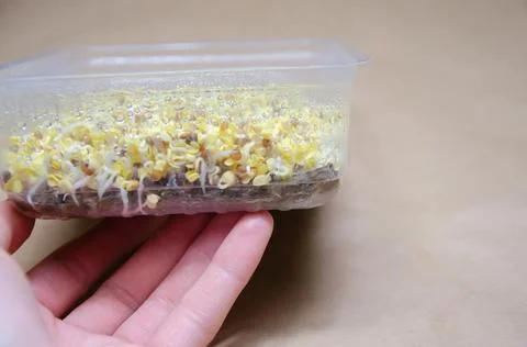 Close up stems and roots of germinating radish microgreen seeds. Day 3. Step 9. Stock Photos