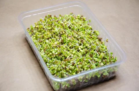 Close up stems of germinating radish microgreen seeds. Day 4. Step 10. Stock Photos
