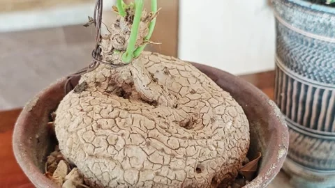 Close up of Stephania erecta caudex. 스톡 동영상 339989462