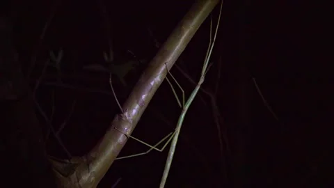 Close Up of Stick Insect Crawling on Tree Trunk at Night Stock Footage 344016161
