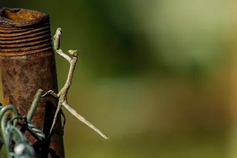 Close-up of a stick insect on an old rusty fence pole Stock Photos