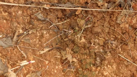 A close-up of a stick insect outdoors. Stock Footage 332750000