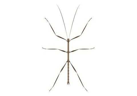 Close-up of a stick insect on a white background Stock Illustration