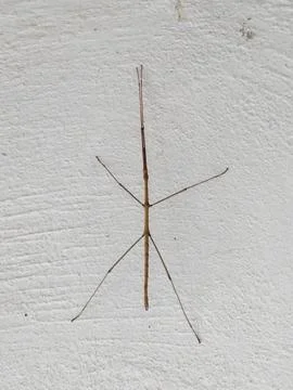 Close up of stick insect on whitewashed wall Stock Photos