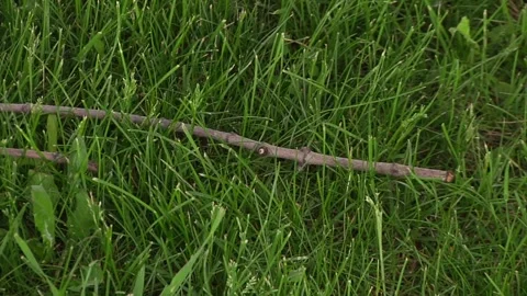 Close-Up of a Stick Lying in Bright Green Grass Video stock 347154644