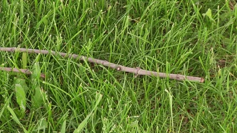 Close-Up of a Stick Lying in Bright Light Green Grass 動画素材 347154648
