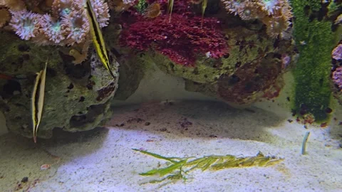 Close up Stickfish also Razorfish or shrimpfish Stock Footage 267468225