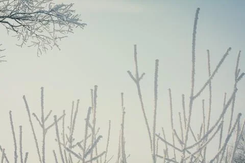 Close up sticking out tree branches covered with hoarfrost concept photo Stock Photos