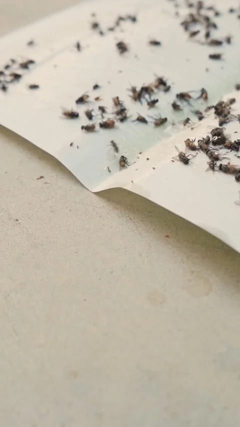 Close Up Sticky Glue Trap Catching Flies and Pests for Home Pest Control , Verti Stock Footage 331730933