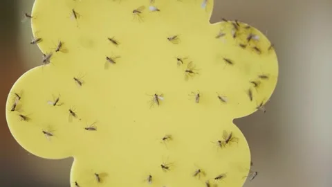 Close-Up of a Sticky Yellow Trap Covered With Insects Video stock 303721508